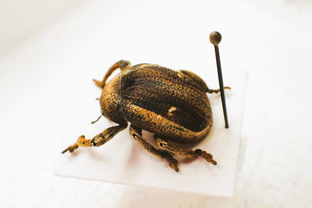 コロンとした木の玩具みたいなゾウムシ