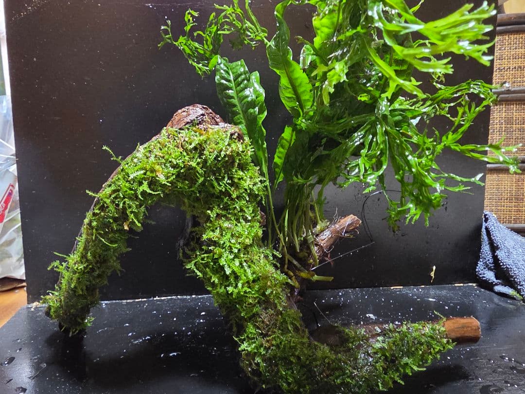 アーチブランチウッド 大サイズ