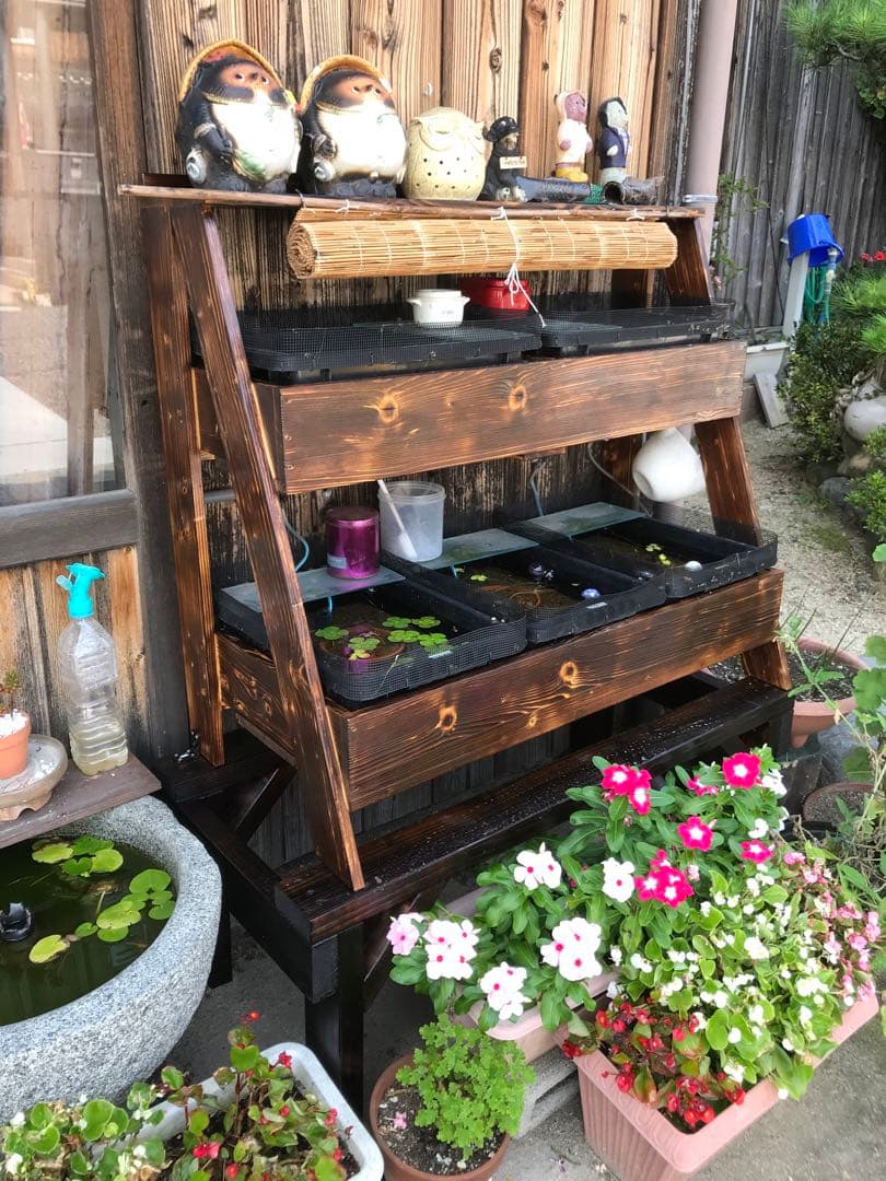 ハセトン　ラック大