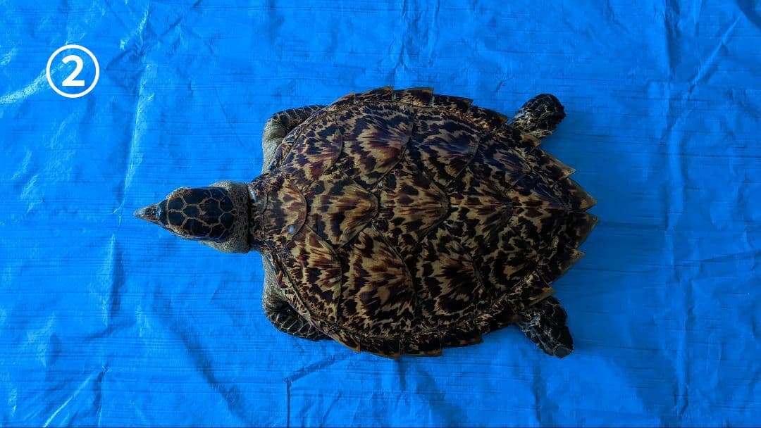 ②うみがめ〚タイマイ〛の剥製　 　壁掛けフックつき