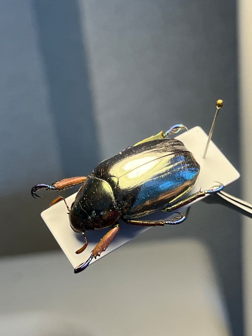 【27mm】クリサルギレアプラチナコガネ 標本カナブン ウグイスコガネ