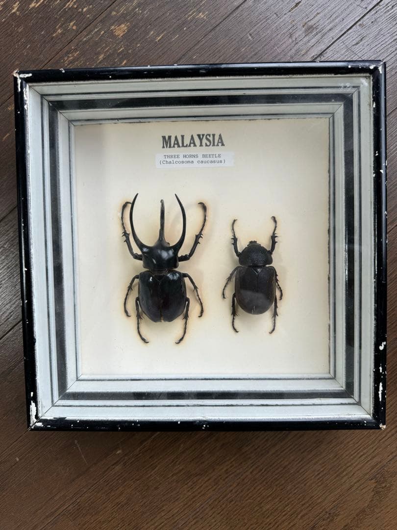 コーカサスオオカブト標本　マレーシア