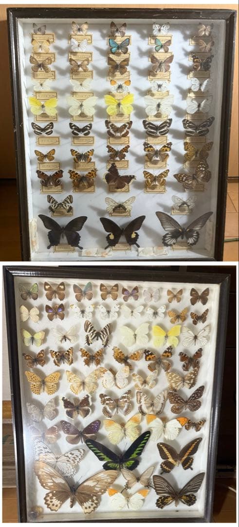 蝶の標本 2ケースセットまとめ売り
