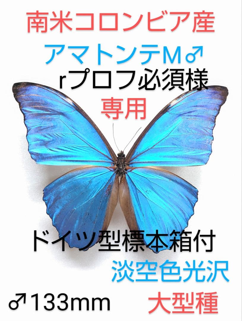 ★rプロフ必須★アマトンテモルフォチョウ♂標本 ドイツ型標本箱ミニ付