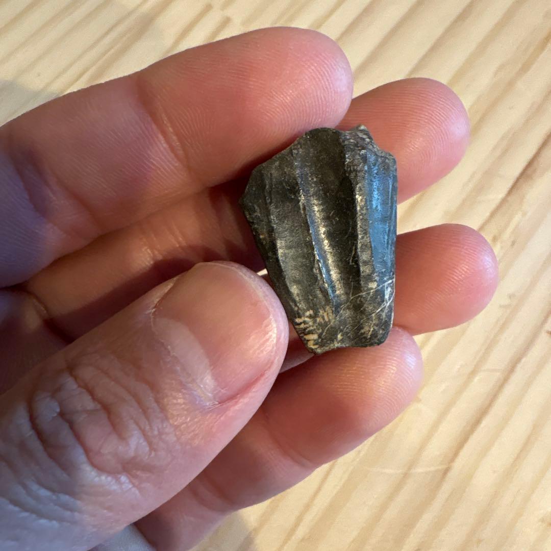 お買い得　オウラノサウルスの歯　化石　ニジェール