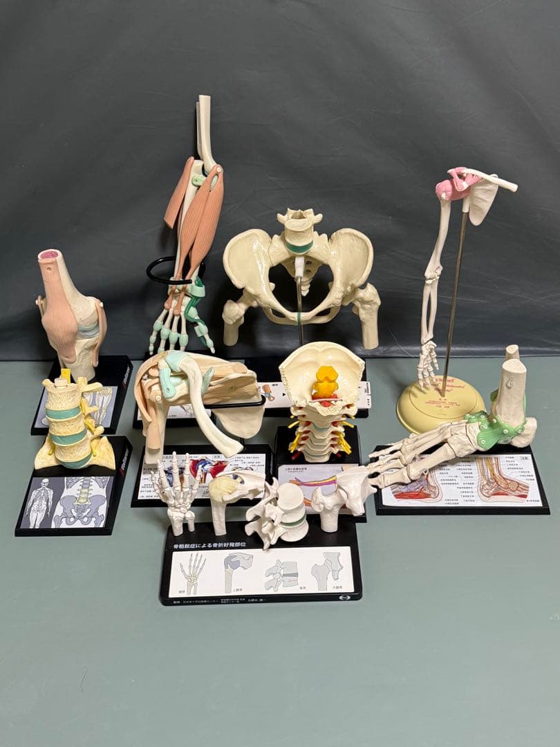 人体模型セット 4個 手関節 頸椎 腰椎 股関節 足関節