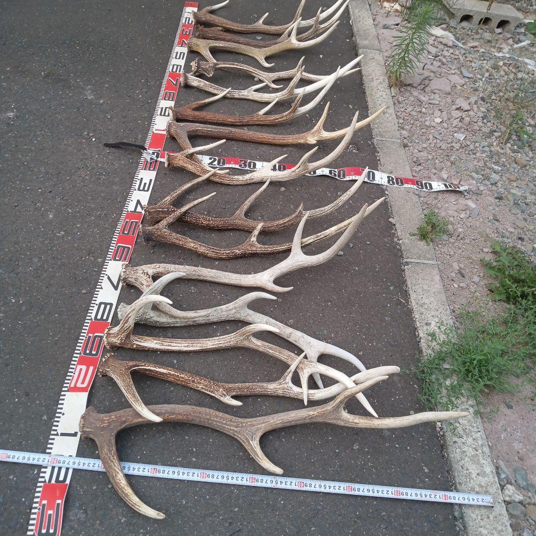 S*i様 天然蝦夷鹿角　犬のおもちゃ、工芸などとうぞ　３番