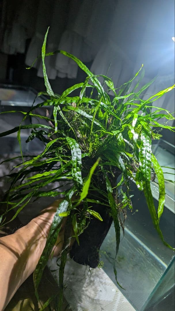 ミクロソリウム本ナロー120葉以上の大株とウィローモスが自然活着したADAの流木