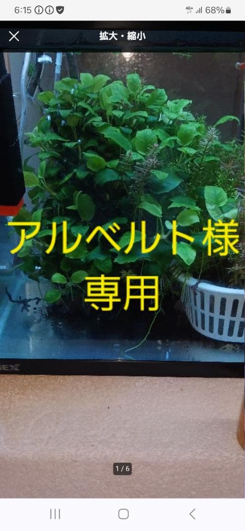 大量のアヌビアスナナ 水槽用「沖縄限定」