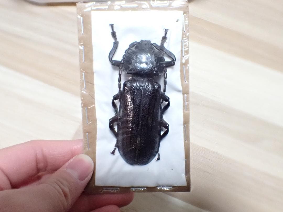 超希少　P.N.G　ウスバカミキリ　標本