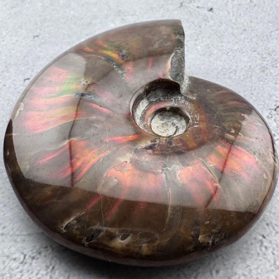 G-80天然アンモナイト原石　ファイアアンモナイト化石 天然石　コレクション標本