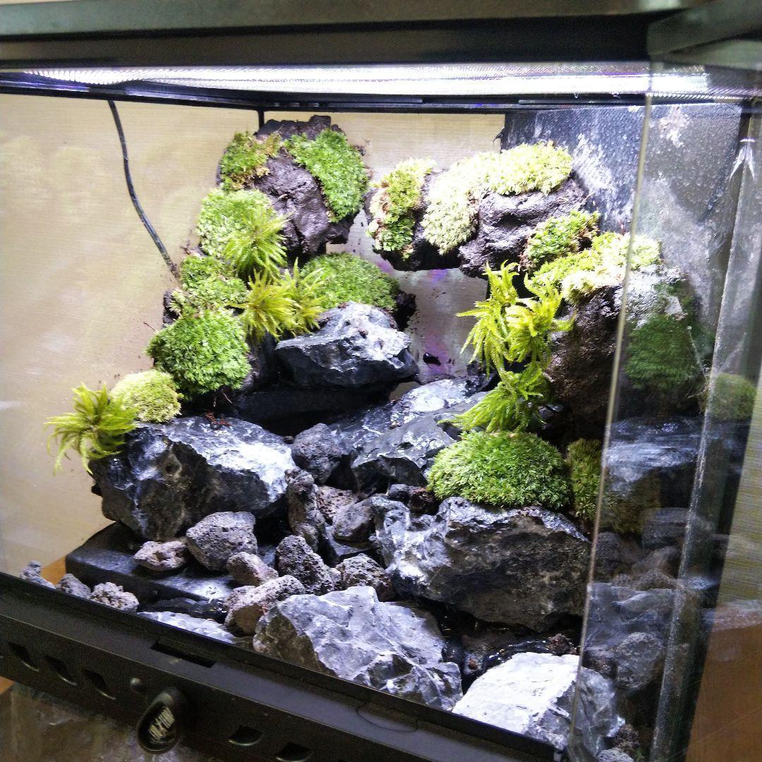 【受注生産】イモリウムグラステラリウム3030　苔テラリウム　アクアテラリウム