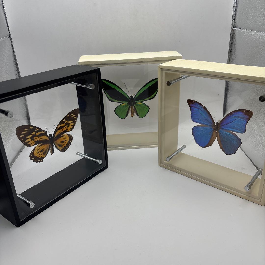 蝶の標本 3点セット